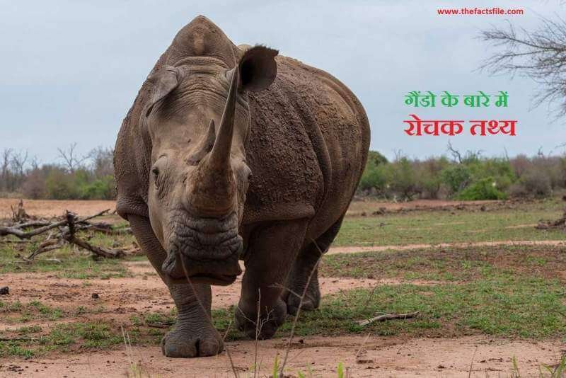 गेंडो के बारे में जानकारी | 20 Interesting facts about Rhinos | Rhinoceros in Hindi
