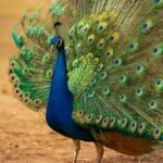 Amazing facts about Peacock in Hindi - मोर के बारे में रोचक तथ्य