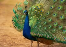 Amazing facts about Peacock in Hindi - मोर के बारे में रोचक तथ्य