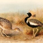 Facts about Lesser Florican Bird