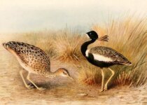 Facts about Lesser Florican Bird