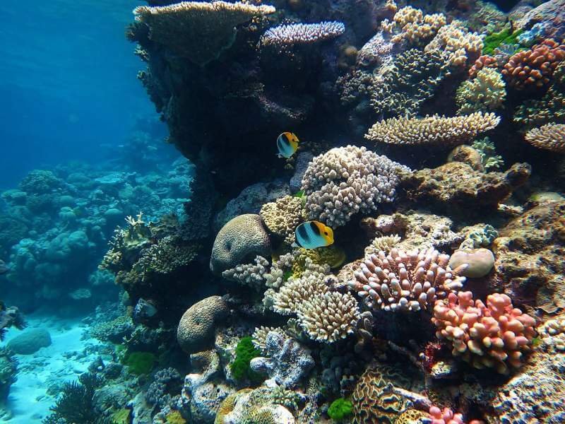 जाने दुनिया की सबसे बड़ी कोरल रीफ सिस्टम "ग्रेट बैरियर रीफ" के बारे में | Information about the Great Barrier Reef - "world largest coral reef"