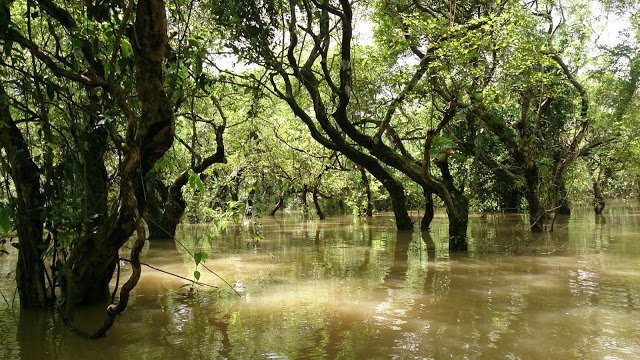 दुनिया का सबसे खतरनाक और रहस्यमय जंगल | Mysterious forest in the world