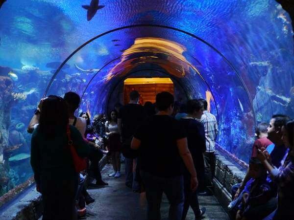 The Shark Reef Aquarium, Mandalay, Las Vegas in Hindi