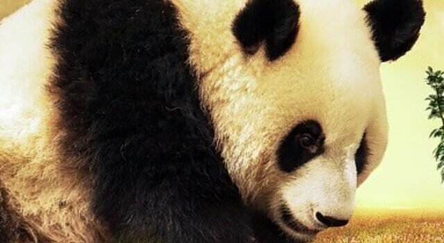 Interesting Facts about Giant Panda in Hindi, विशाल पांडा के बारे में 16 मजेदार बातें, जायंट पांडा के बारे में अनोखे रोचक तथ्य