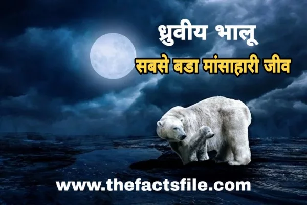 ध्रुवीय भालू के बारे में 15 रोचक तथ्य | Interesting Facts about Polar Bear in Hindi