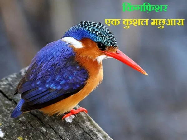 किंगफिशर पक्षी के बारे में 14 रोचक तथ्य - Information about Kingfisher Bird in Hindi