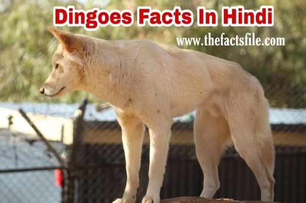 डिंगो के बारे में 15 रोचक तथ्य - Amazing Facts about Dingoes in Hindi