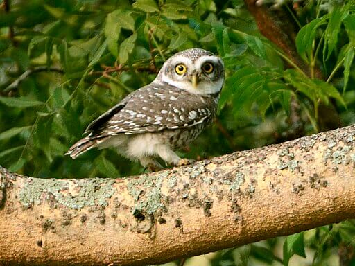 Information  about Spotted Owlet in Hindi - चित्तीदार उल्लू दुर्लभ कैसे हो गया?