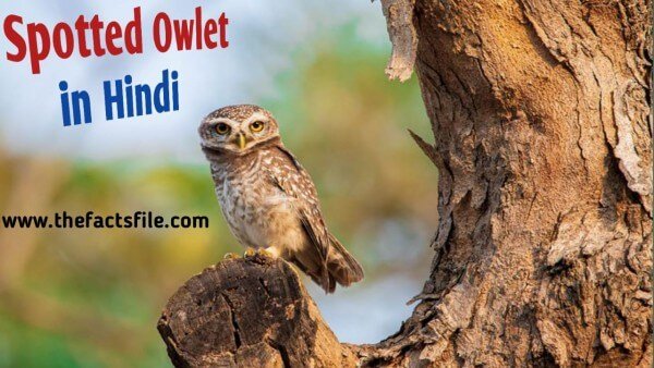 Forest Spotted Owlet in Hindi, जाने भारत के सबसे दुर्लभ पक्षी चित्तीदार उल्लू के बारे में, Information and Facts about Forest Spotted Owlet in Hindi