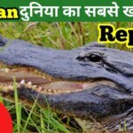 Caiman in hindi - facts about caiman in hindi