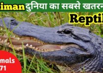 Caiman in hindi - facts about caiman in hindi