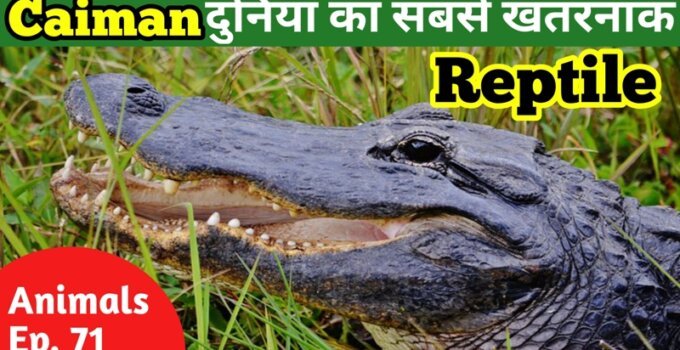 Caiman in hindi - facts about caiman in hindi
