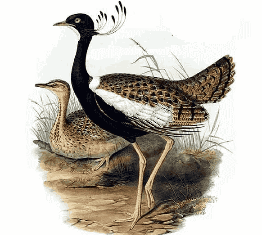 Lesser Florican in Hindi - खरमोर पक्षी के बारे में जानकारी