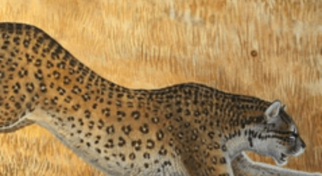 cropped-American-Cheetah-in-Hindi.png