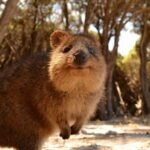 क्वॉका: दुनिया का सबसे खुशहाल जानवर | Discover fun facts about Quokka in Hindi