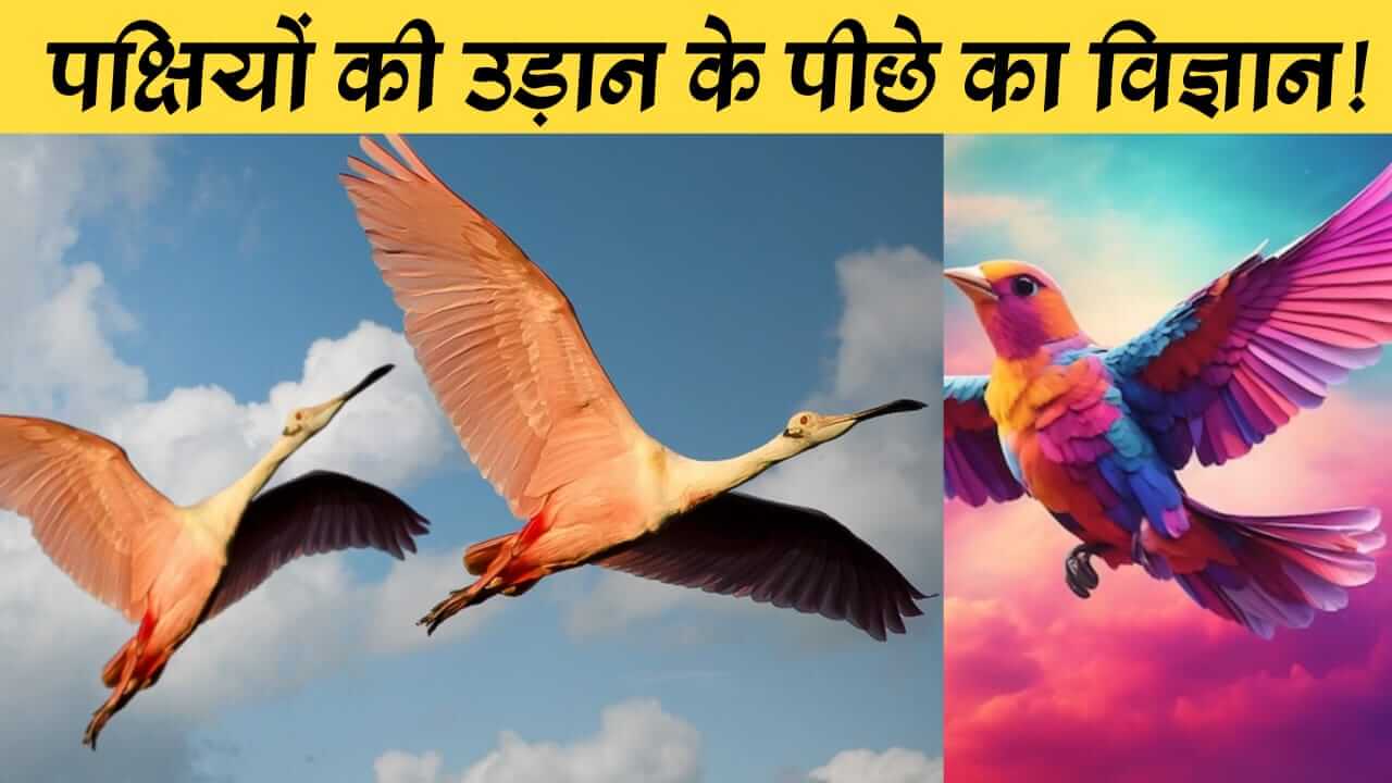 The Science of Bird Flight: How Do They Do It? | पक्षियों की उड़ान का विज्ञान: वे यह कैसे करते हैं?